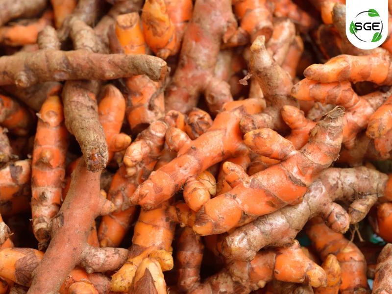ขมิ้นชัน (Turmeric) ขมิ้นชัน (Turmeric)