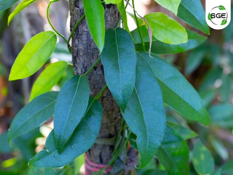 ย่านาง (Tiliacora triandra) ย่านาง (Tiliacora triandra)
