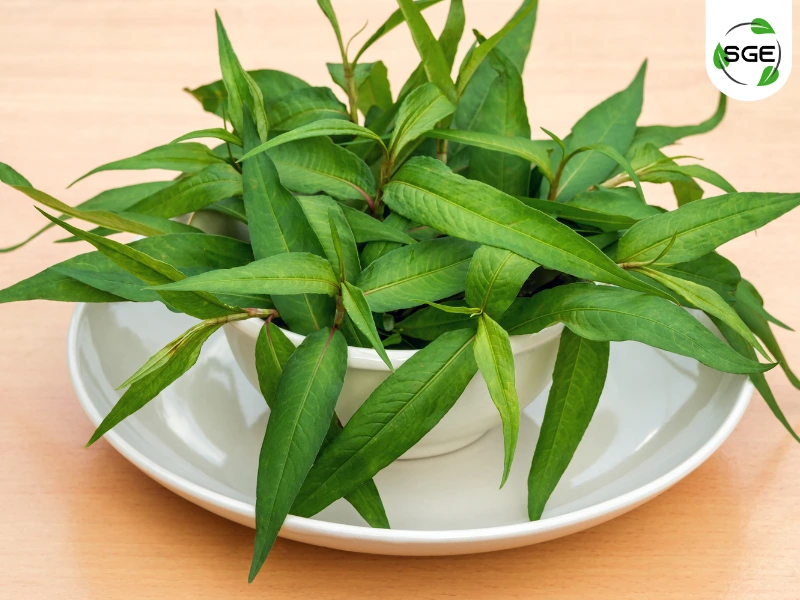 ผักแพว (Vietnamese Coriander) ผักแพว (Vietnamese Coriander)