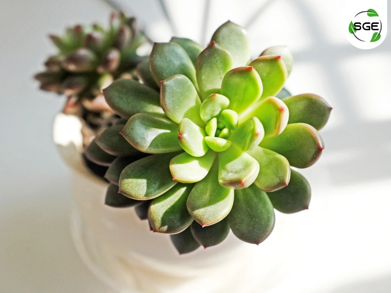 เอชิวาเลีย (Echeveria) เอชิวาเลีย (Echeveria)