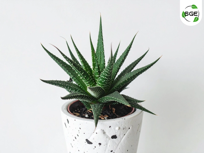 ฮาโวร์เทีย (Haworthia) ฮาโวร์เทีย (Haworthia)