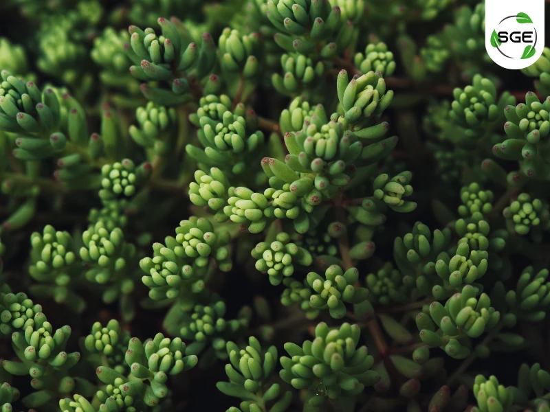 ซีดัม (Sedum) ซีดัม (Sedum)