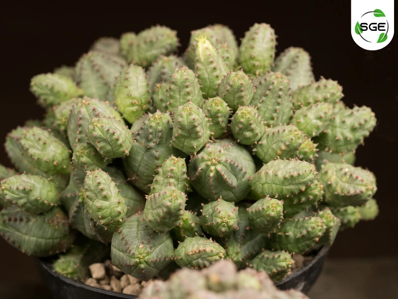 ยูโฟเบีย ซูโด โกลโบซ่า (Euphorbia pseudo globosa) ยูโฟเบีย ซูโด โกลโบซ่า (Euphorbia pseudo globosa)