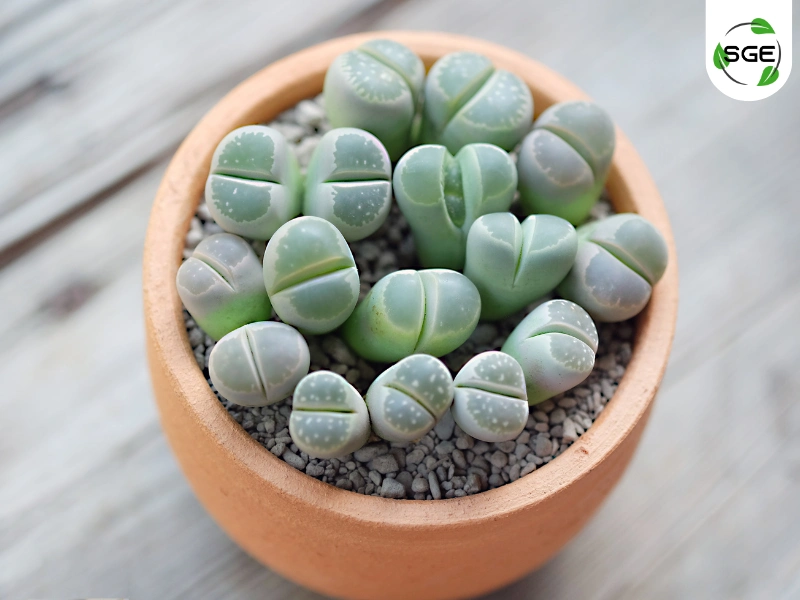 ไลทอปส์ (Lithops) ไลทอปส์ (Lithops)