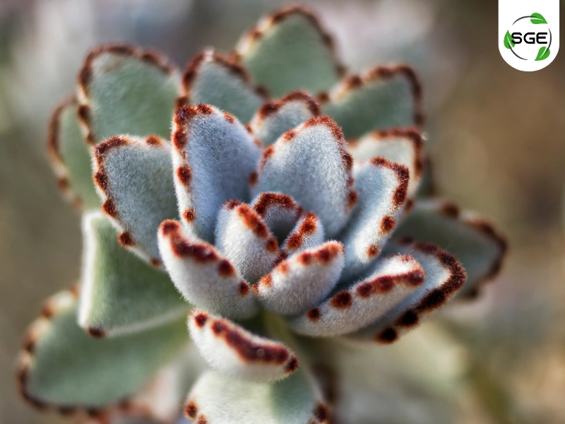 กุหลาบแพนด้า (Panda Plant / Kalanchoe tomentosa) กุหลาบแพนด้า (Panda Plant / Kalanchoe tomentosa)