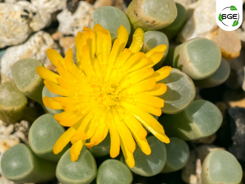 เฟเนสตราเรีย (Fenestraria) เฟเนสตราเรีย (Fenestraria)