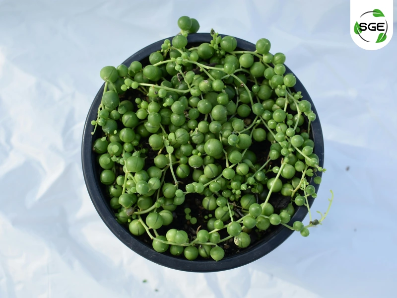 สร้อยไข่มุก (String of pearls) สร้อยไข่มุก (String of pearls)