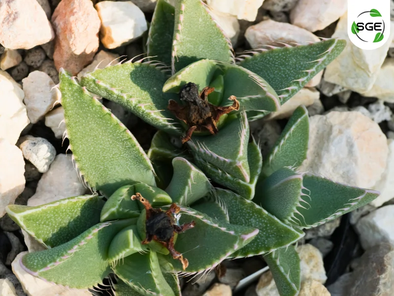 ฟัวคาเรีย (Faucaria) ฟัวคาเรีย (Faucaria)