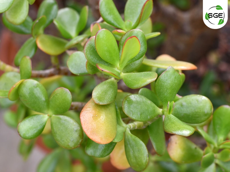 คราสซูล่า (Crassula) คราสซูล่า (Crassula)