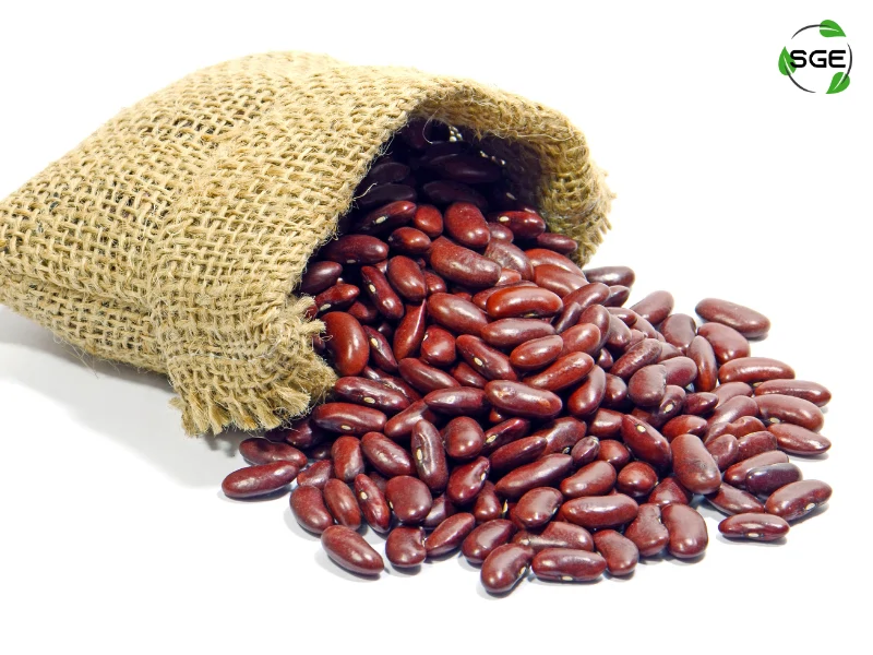 ถั่วแดง (Kidney bean) ถั่วแดง (Kidney bean)