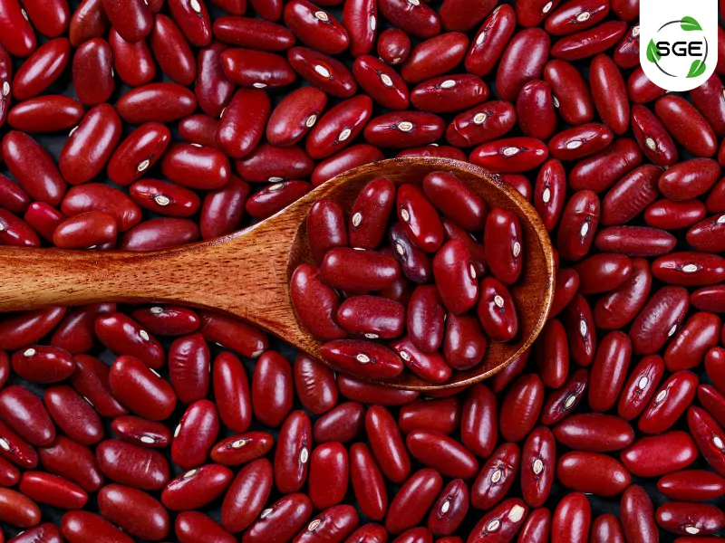 ถั่วแดง (Kidney bean) ถั่วแดง (Kidney bean)