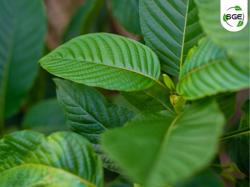 ต้นกระท่อม (Kratom) ต้นกระท่อม (Kratom)