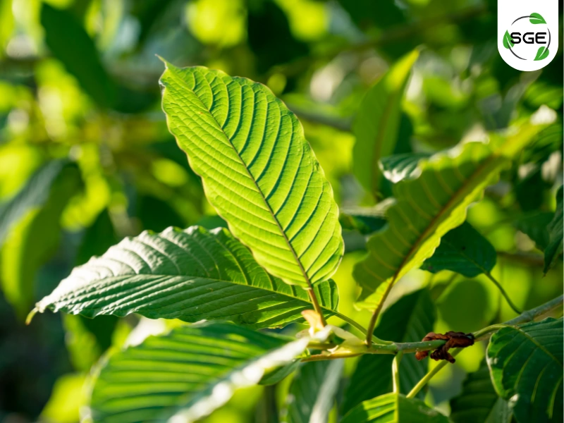 ต้นกระท่อม (Kratom) ต้นกระท่อม (Kratom)