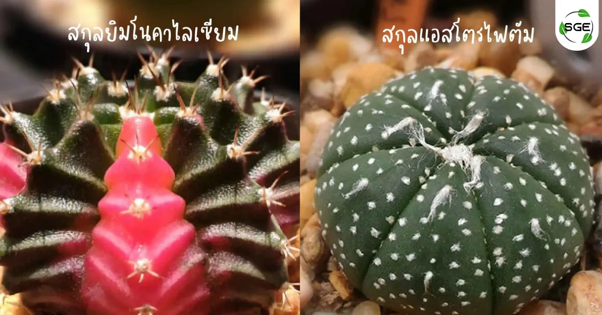 แคคตัส ต้นกระบองเพชร สกุลยิมโนคาไลเซียม และ สกุลแอสโตรไฟตัม แคคตัส ต้นกระบองเพชร สกุลยิมโนคาไลเซียม และ สกุลแอสโตรไฟตัม