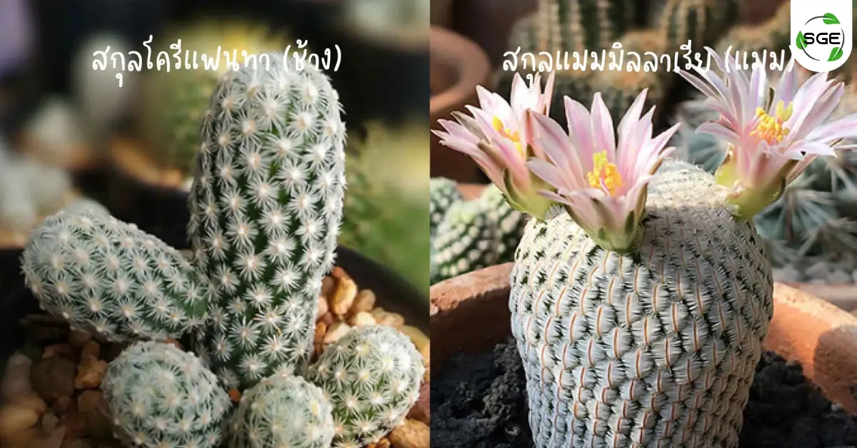 แคคตัส ต้นกระบองเพชร สกุลโครีแฟนทา (ช้าง) และ สกุลแมมมิลลาเรีย (แมม) แคคตัส ต้นกระบองเพชร สกุลโครีแฟนทา (ช้าง) และ สกุลแมมมิลลาเรีย (แมม)