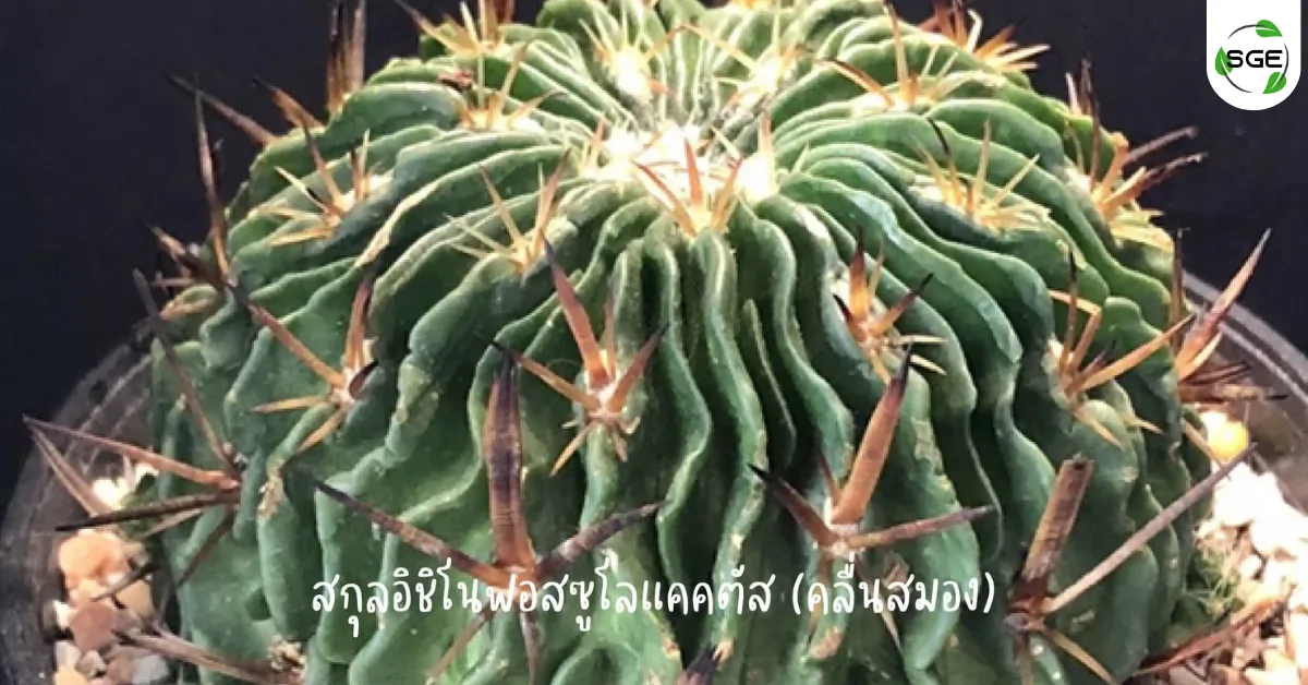 แคคตัส ต้นกระบองเพชร สกุลอิชิโนฟอสซูโลแคคตัส (คลื่นสมอง) แคคตัส ต้นกระบองเพชร สกุลอิชิโนฟอสซูโลแคคตัส (คลื่นสมอง)