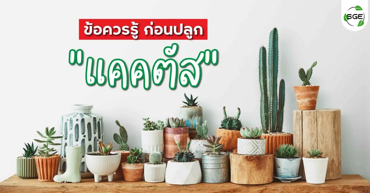 ข้อควรรู้ก่อนปลูกแคคตัส หรือต้นกระบองเพชร ข้อควรรู้ก่อนปลูกแคคตัส หรือต้นกระบองเพชร