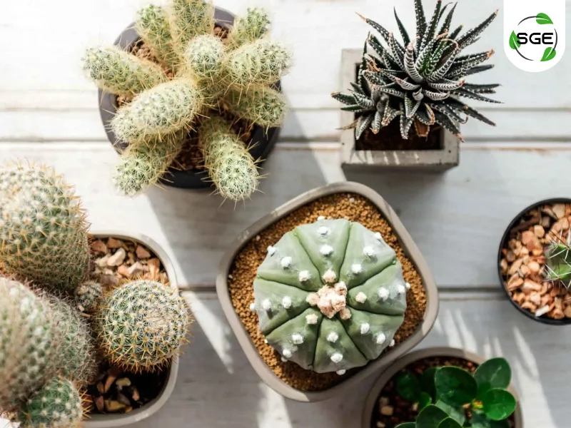 แคคตัส (Cactus) หรือ ต้นกระบองเพชร แคคตัส (Cactus) หรือ ต้นกระบองเพชร