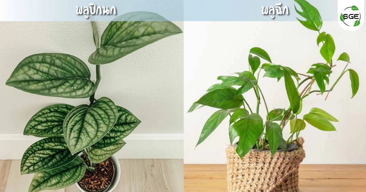 21112025-epipremnum-aureum-03 พลูปีกนก และพลูฉีก