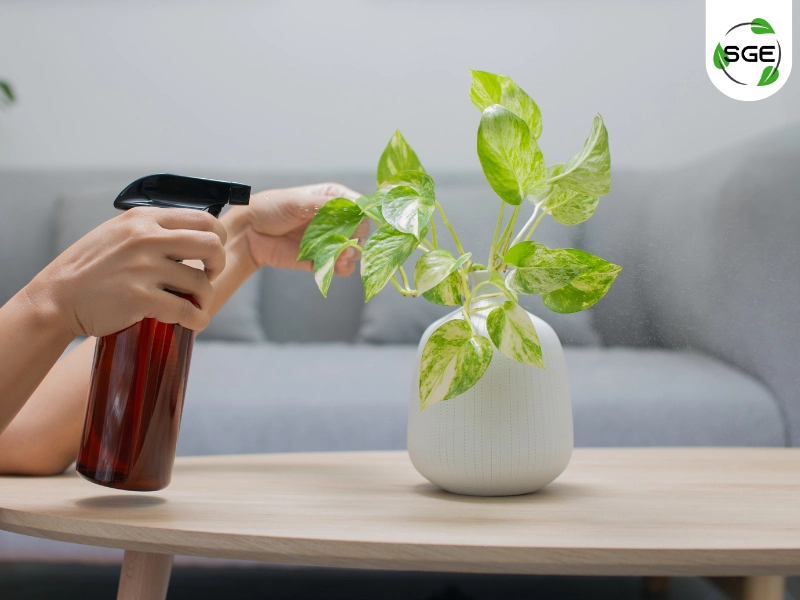 พลูด่าง (Epipremnum aureum) พลูด่าง (Epipremnum aureum)