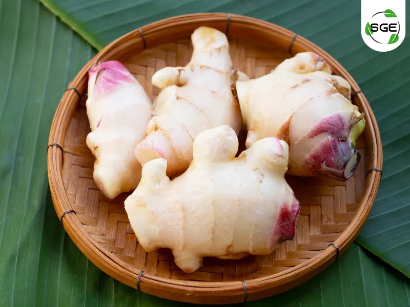 สรรพคุณของ ข่า สรรพคุณของ ข่า