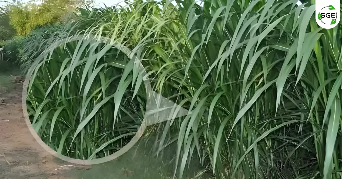 หญ้าเนเปียร์ (Napier Grass) หญ้าเนเปียร์ (Napier Grass)