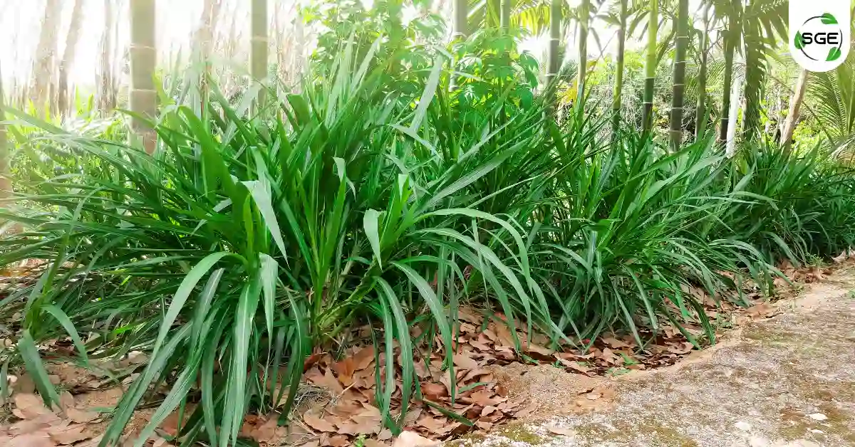 หญ้าเนเปียร์ (Napier Grass) หญ้าเนเปียร์ (Napier Grass)
