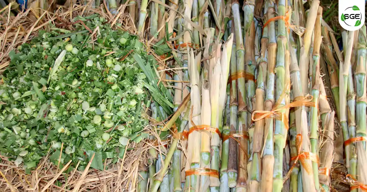 หญ้าเนเปียร์ (Napier Grass) หญ้าเนเปียร์ (Napier Grass)