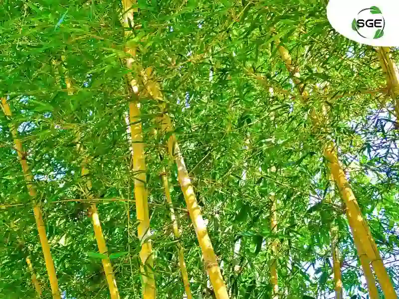 ไผ่สีสุก ไผ่สีสุก
