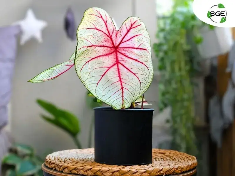 บอนสี บอนสี