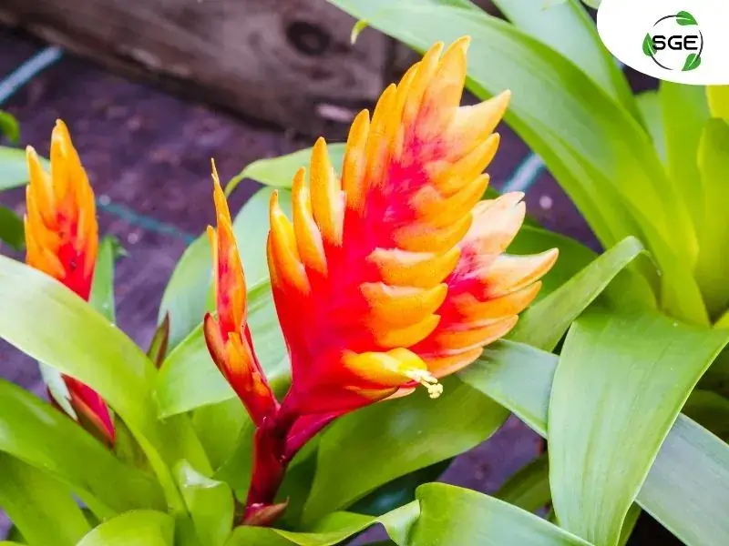 ต้นสับปะรดสี ต้นสับปะรดสี
