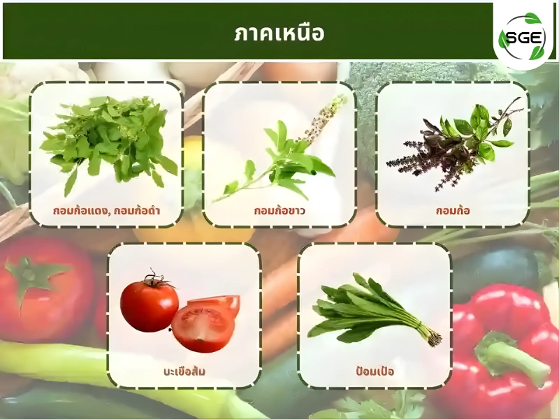 ผักพื้นบ้านประจำ ภาคเหนือ ผักพื้นบ้านประจำ ภาคเหนือ