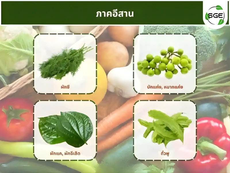 ผักพื้นบ้านประจำ ภาคอีสาน ผักพื้นบ้านประจำ ภาคอีสาน