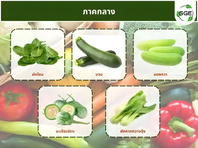 ผักพื้นบ้านประจำ ภาคกลาง ผักพื้นบ้านประจำ ภาคกลาง