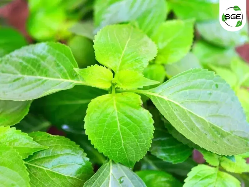 ยี่หร่า คืออะไร? ยี่หร่า คืออะไร?