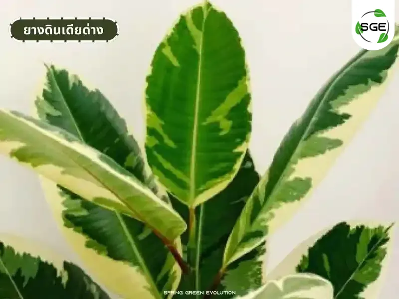ไม้ด่าง มอนสเตอร่าด่าง ยางอินเดียด่าง ไม้ด่าง มอนสเตอร่าด่าง ยางอินเดียด่าง