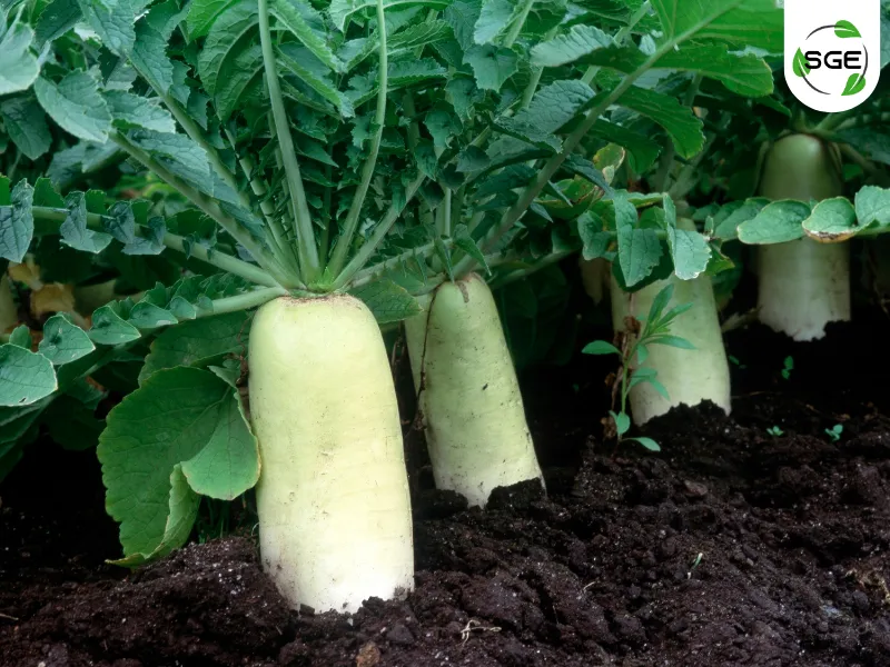 28112025-daikon-02