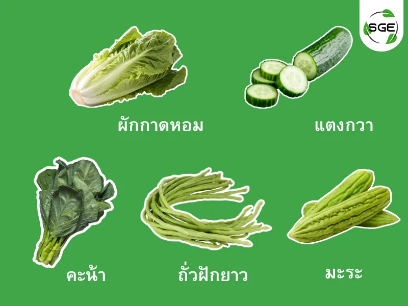 ปลูกผักมีนาคม ปลูกผักมีนาคม