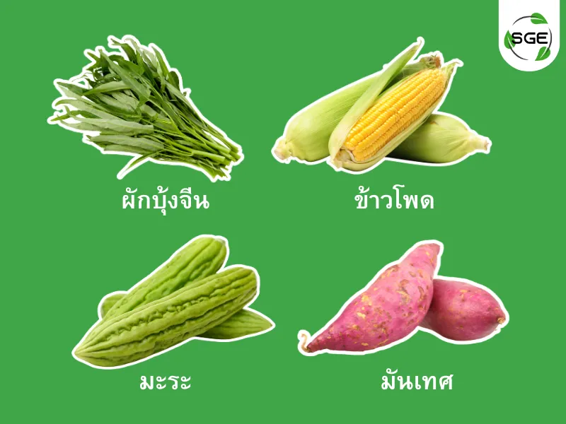 ปลูกผัก พฤษภาคม ปลูกผัก พฤษภาคม