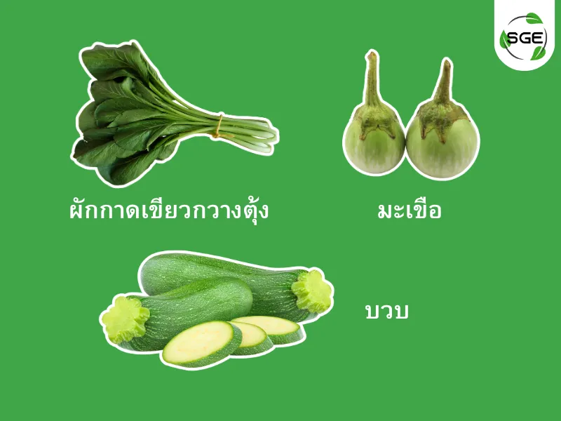 ปลูกผัก มิถุนายน ปลูกผัก มิถุนายน