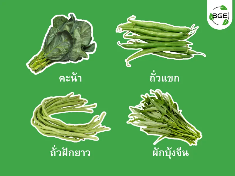 ปลูกผักตามฤดูกาล กรกฎาคม ปลูกผักตามฤดูกาล กรกฎาคม