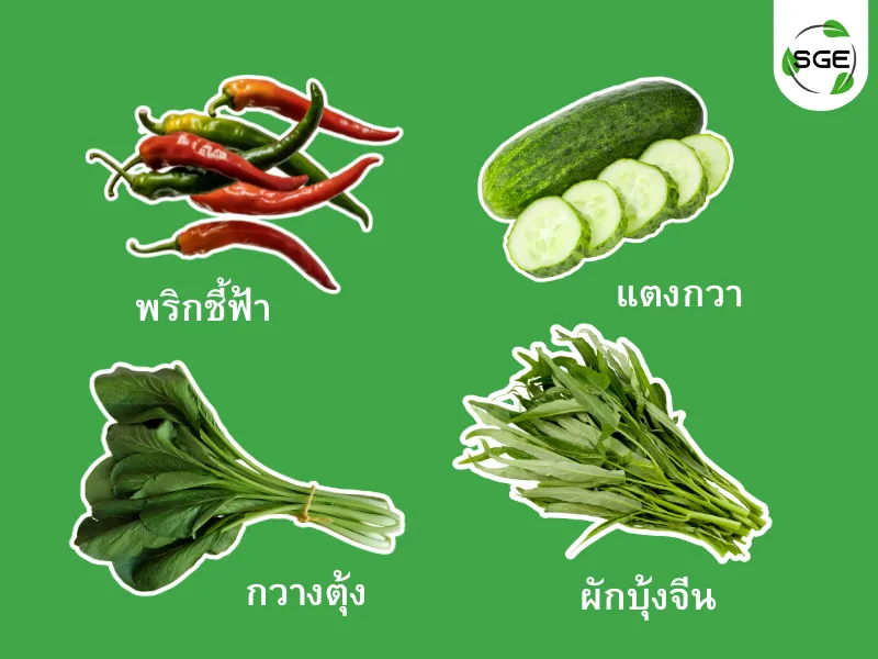 ปลูกผักตามฤดูกาล สิงหาคม ปลูกผักตามฤดูกาล สิงหาคม