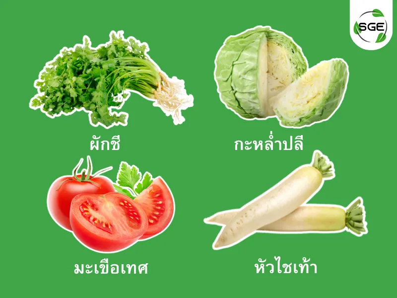 ปลูกผักตามฤดูกาล ตุลาคม ปลูกผักตามฤดูกาล ตุลาคม