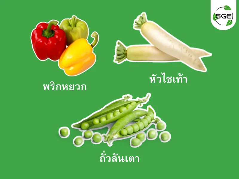 ปลูกผักตามฤดูกาล ธันวาคม ปลูกผักตามฤดูกาล ธันวาคม
