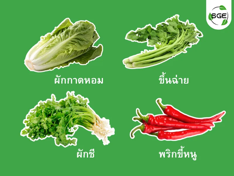 ปลูกผักตามฤดูกาล มกราคม ปลูกผักตามฤดูกาล มกราคม