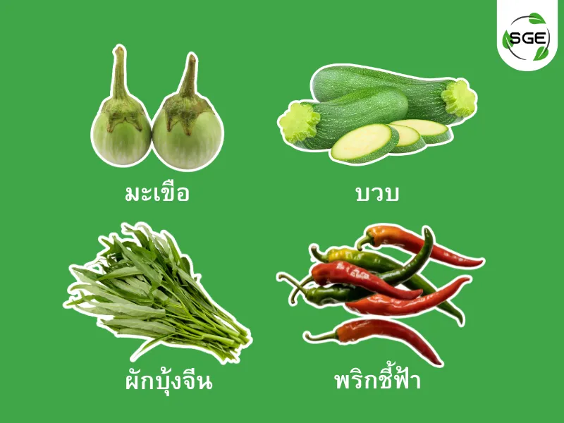 ปลูกผักตามฤดูกาล กุมภาพันธ์ ปลูกผักตามฤดูกาล กุมภาพันธ์