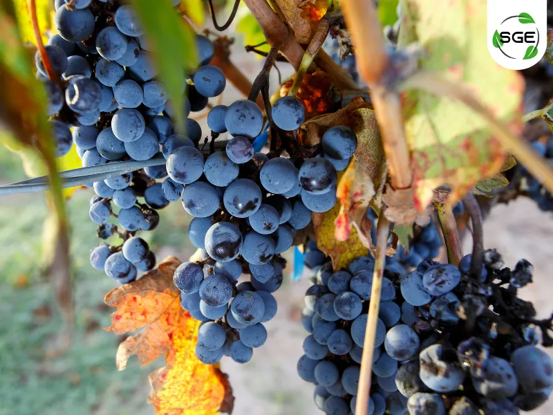 พันธุ์องุ่นไวน์_Cabernet Sauvignon