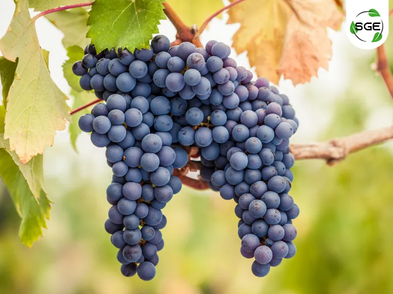 พันธุ์องุ่นไวน์_Pinot Noir