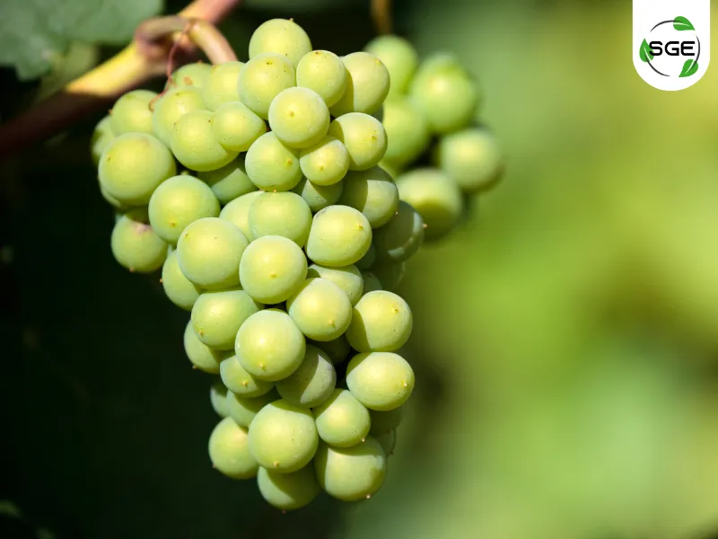 พันธุ์องุ่นไวน์_Chardonnay
