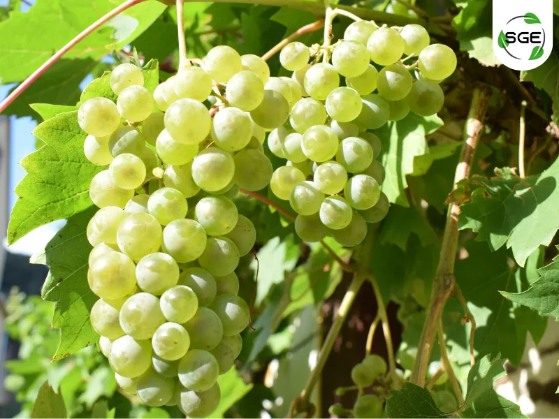 พันธุ์องุ่นไวน์_Chenin Blanc